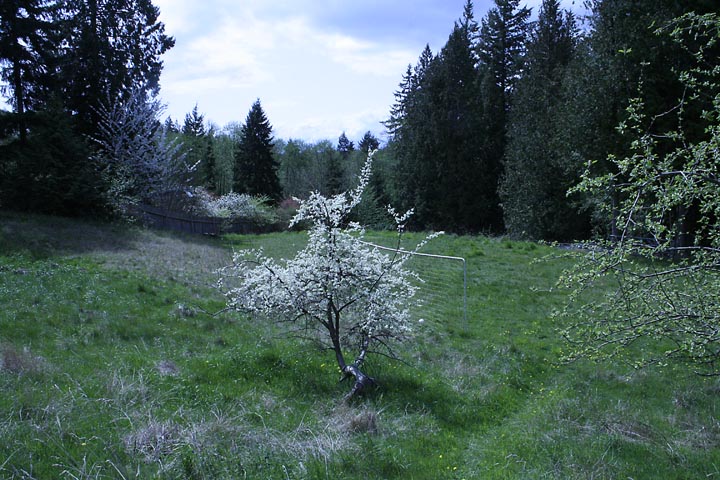 Plumb tree